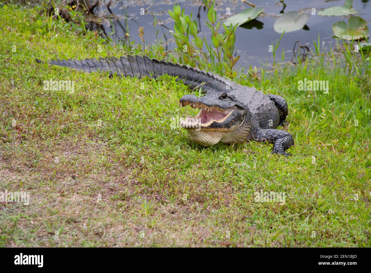 Amerikanischer Alligator, Der Sich In Der Sonne Sonnt, Mit Offenem Mund Stockfoto