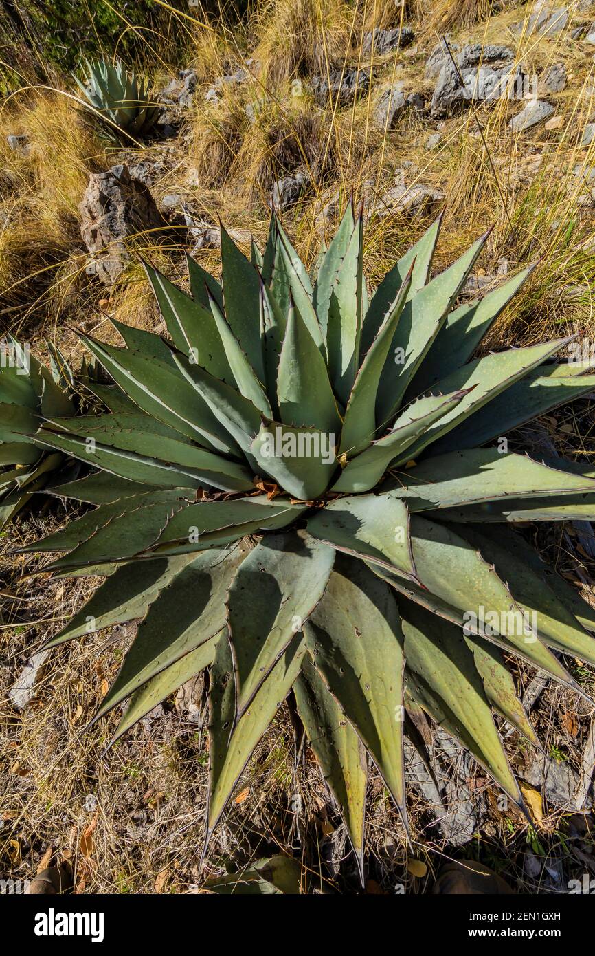 Huachuca Agave, Agave parryi huachucensis, in der Miller Peak Wilderness, Huachuca Mountains, Coronado National Forest, Arizona, USA Stockfoto