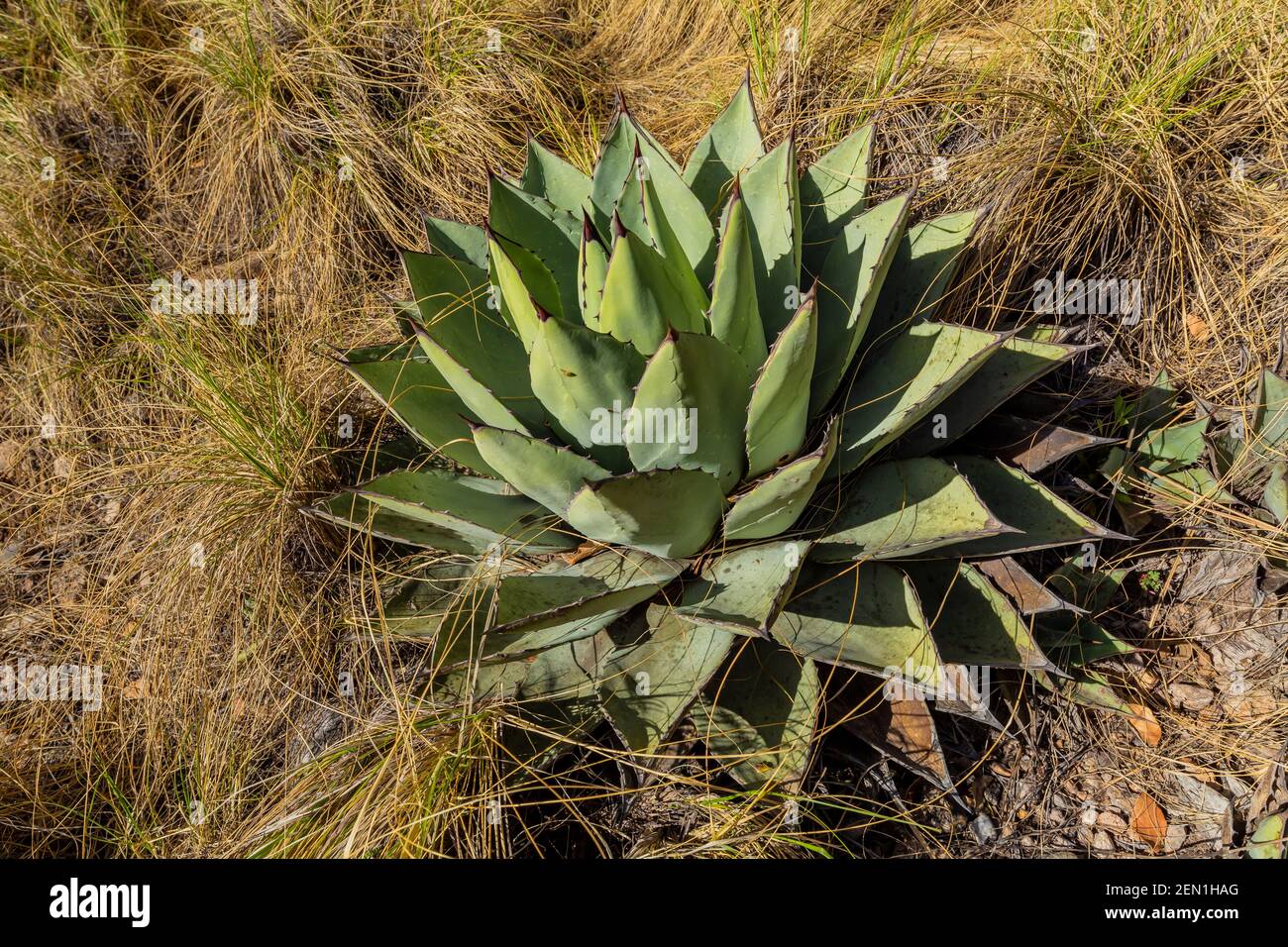 Huachuca Agave, Agave parryi huachucensis, in der Miller Peak Wilderness, Huachuca Mountains, Coronado National Forest, Arizona, USA Stockfoto