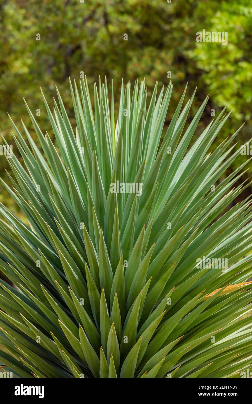 Shott's Yucca, Yucca shottii, in den Huachuca Mountains, Coronado National Forest, Arizona, USA Stockfoto