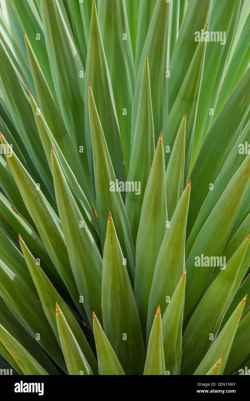 Shott's Yucca, Yucca shottii, in den Huachuca Mountains, Coronado National Forest, Arizona, USA Stockfoto