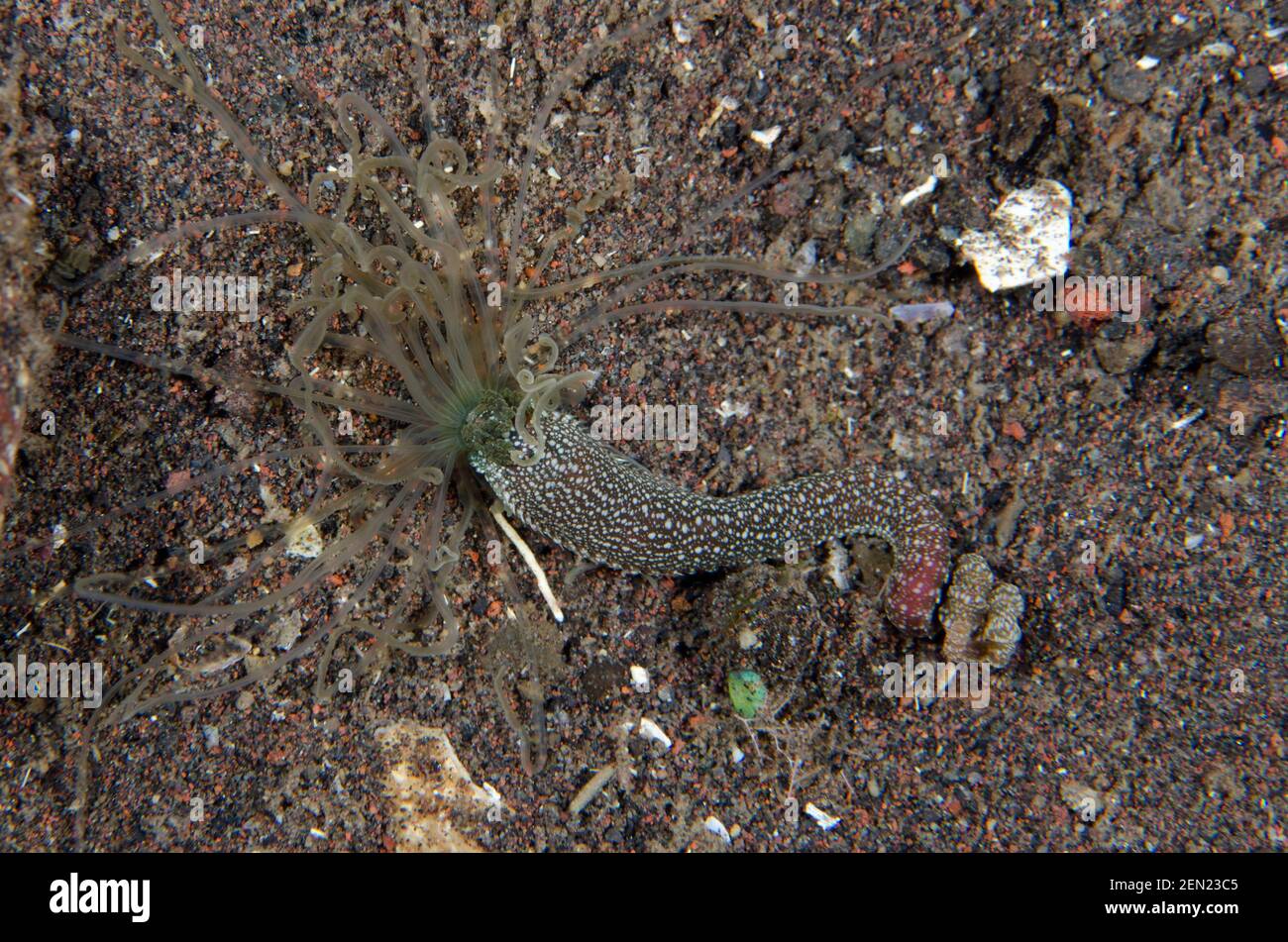 Spaghetti-Wurm, Terebellidae Familie, mit ausgedehnten Tentakeln, Tukad Linggah Tauchplatz, Seraya, Karangasem, Bali, Indonesien, Indischer Ozean Stockfoto