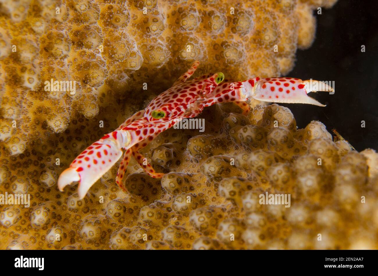 Rotfleckige Wachskrabbe, Trapezia tigrina, in Korallenspalten, Nachttauchgang, Seraya Secrets Tauchplatz, Seraya, Karangasem, Bali, Indonesien, Indischer Ozean Stockfoto