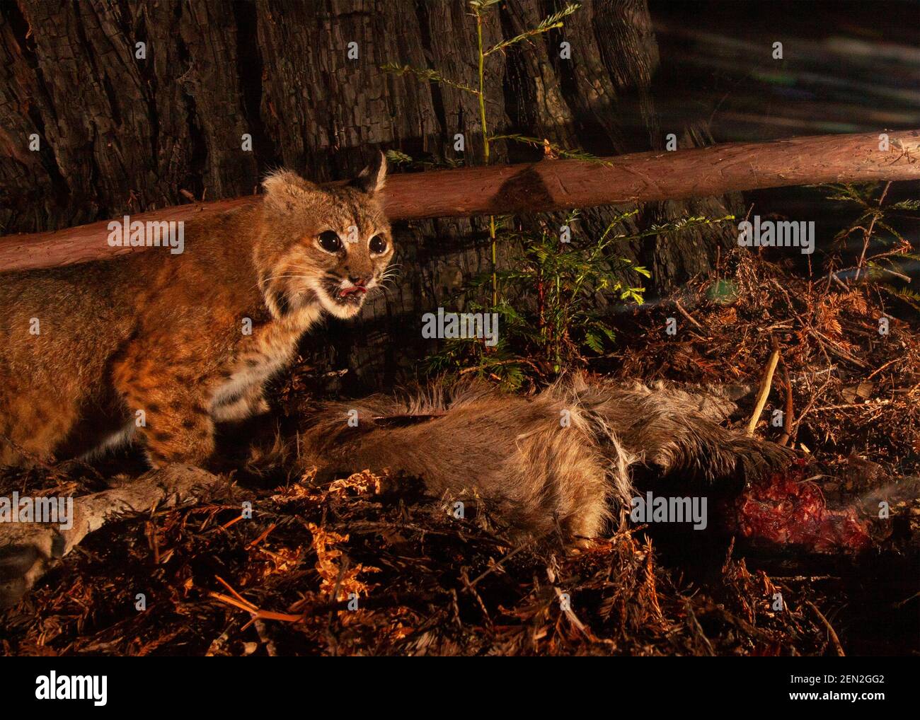 Bobcat pausiert von der Fütterung an einem Hirsch-Kadaver Stockfoto