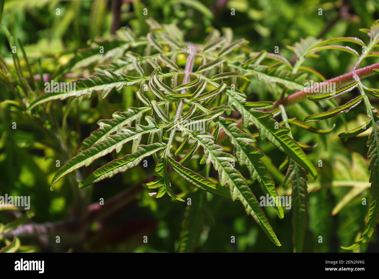 Makro von Blättern auf einem Stuckhornsumac Stockfoto