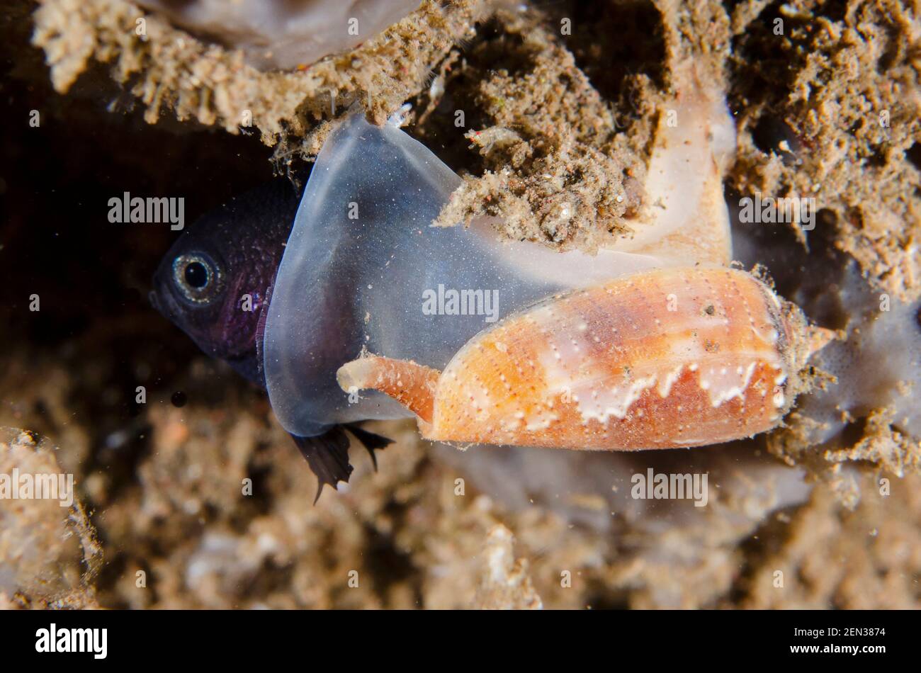 Singed Cone Shell, Conus consors, mit Fischbeute, Nachttauchgang, Seraya Secrets Tauchplatz, Seraya, Karangasem, Bali, Indonesien, Indischer Ozean Stockfoto