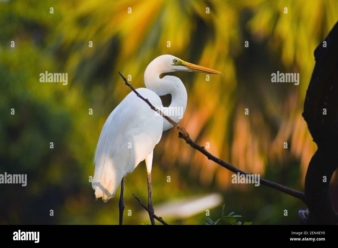 Weißer Kranich Vogel mit orangefarbenem Schnabel und langem Hals im Wald. Beste Portrait Aufnahme von Kranich und Reiher Vogel. Stockfoto
