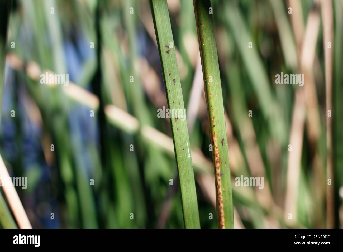 Trigonous Clums of California bulrush, Schoenoplectus californicus, Cyperaceae, native Staude, Bluff Creek Trail, Südkalifornien Küste, Winter. Stockfoto