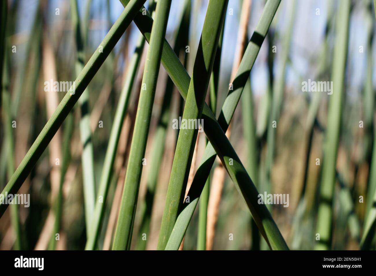Trigonous Clums of California bulrush, Schoenoplectus californicus, Cyperaceae, native Staude, Bluff Creek Trail, Südkalifornien Küste, Winter. Stockfoto