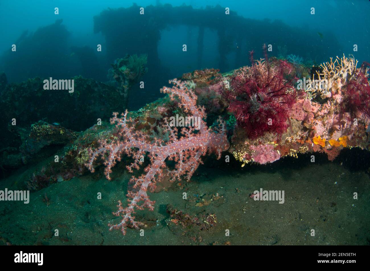 Soft Glomerate Tree Coral, Dendronephthya sp, mit Wrackhalt mit Säulen im Hintergrund, Liberty Wrack Tauchplatz, Tulamben, Karangasem, Bali, Indones Stockfoto