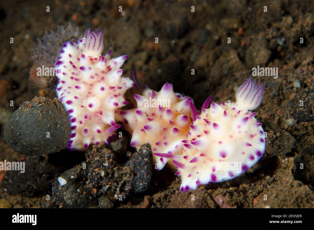 Trio von Mexichromis Nudibranch, Mexichromis multituberculata, Melasti Tauchplatz, Seraya, Karangasem, Bali, Indonesien, Indischer Ozean Stockfoto