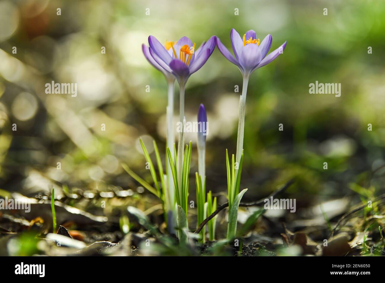 Berlin, Deutschland. Februar 2021, 25th. Krokusse, eine der ersten Blüten des Frühlings, blühen in einem Berliner Garten. Quelle: Kira Hofmann/dpa-Zentralbild/ZB/dpa/Alamy Live News Stockfoto