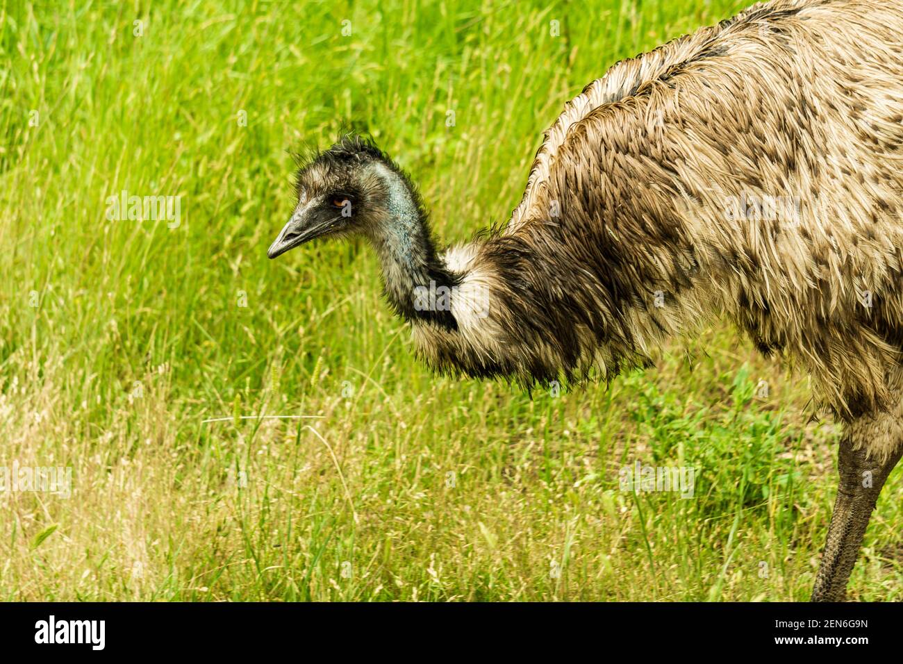 Australischer Emu extant flugunse weiche gefiederte Vogel. Stockfoto