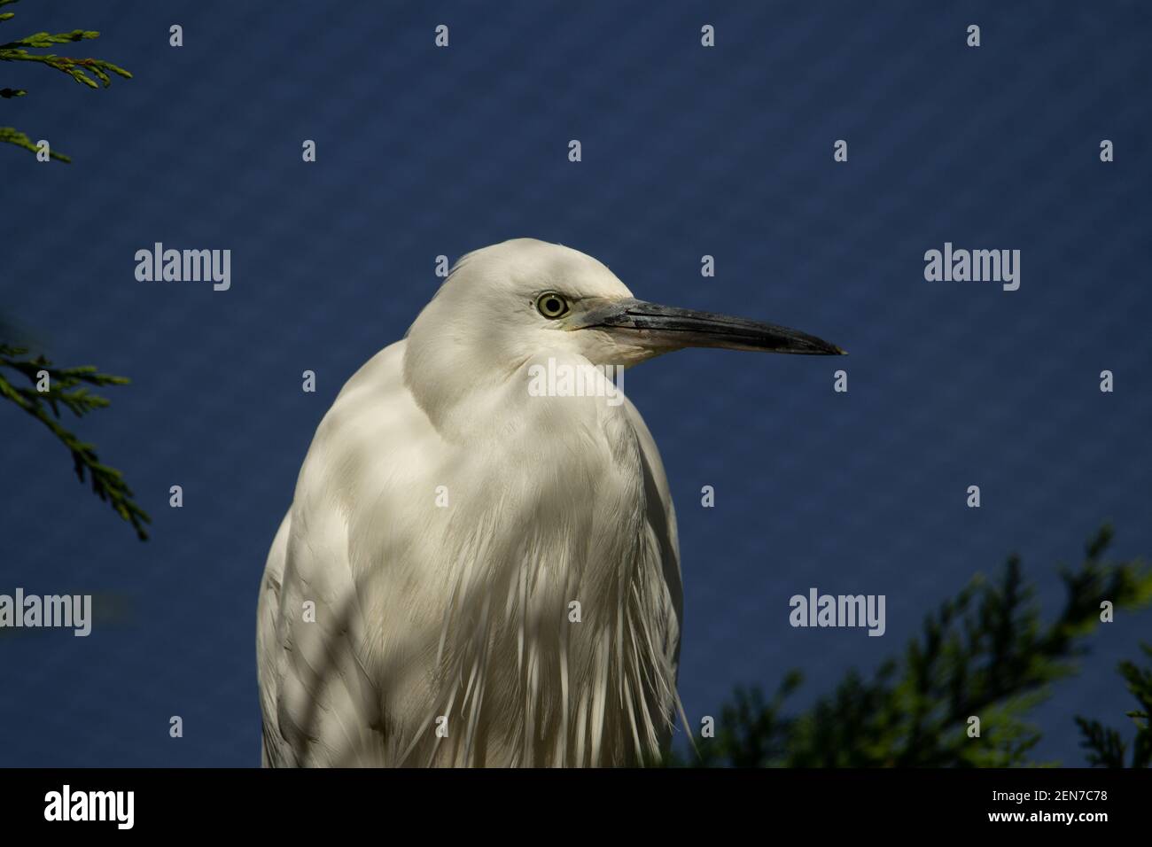 Silberreiher (Egretta garzetta) Ein rein weißer Reiher mit einem klaren Dunkelblau Himmel im Hintergrund Stockfoto Silberreiher (Egretta garzetta) Ein rein weißer Reiher mit einem klaren Dunkelblau Himmel im Hintergrund Stockfoto