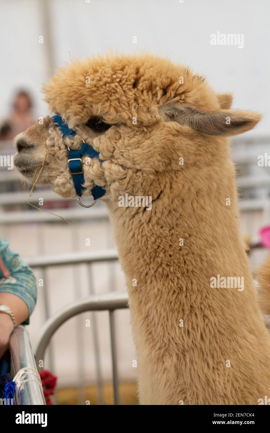 Lama mit Halfter wird auf der Devon County Show gezeigt Stockfoto