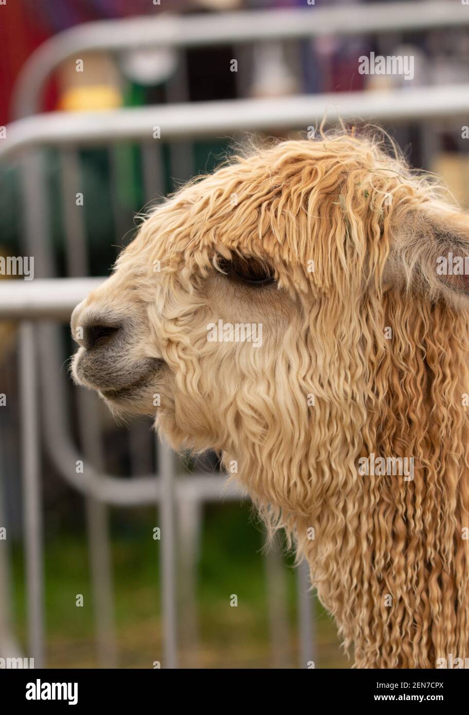 Lama ohne Halfter wird auf der Devon County Show gezeigt Stockfoto