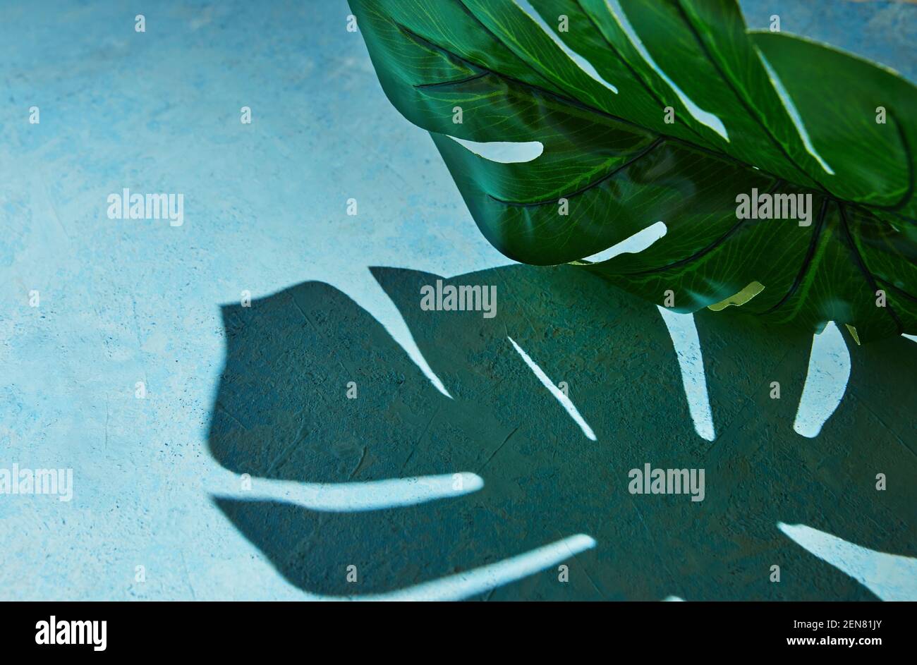 Hintergrundstruktur in blau mit Monstera Blatt und harten Schatten von Monstera. Stockfoto