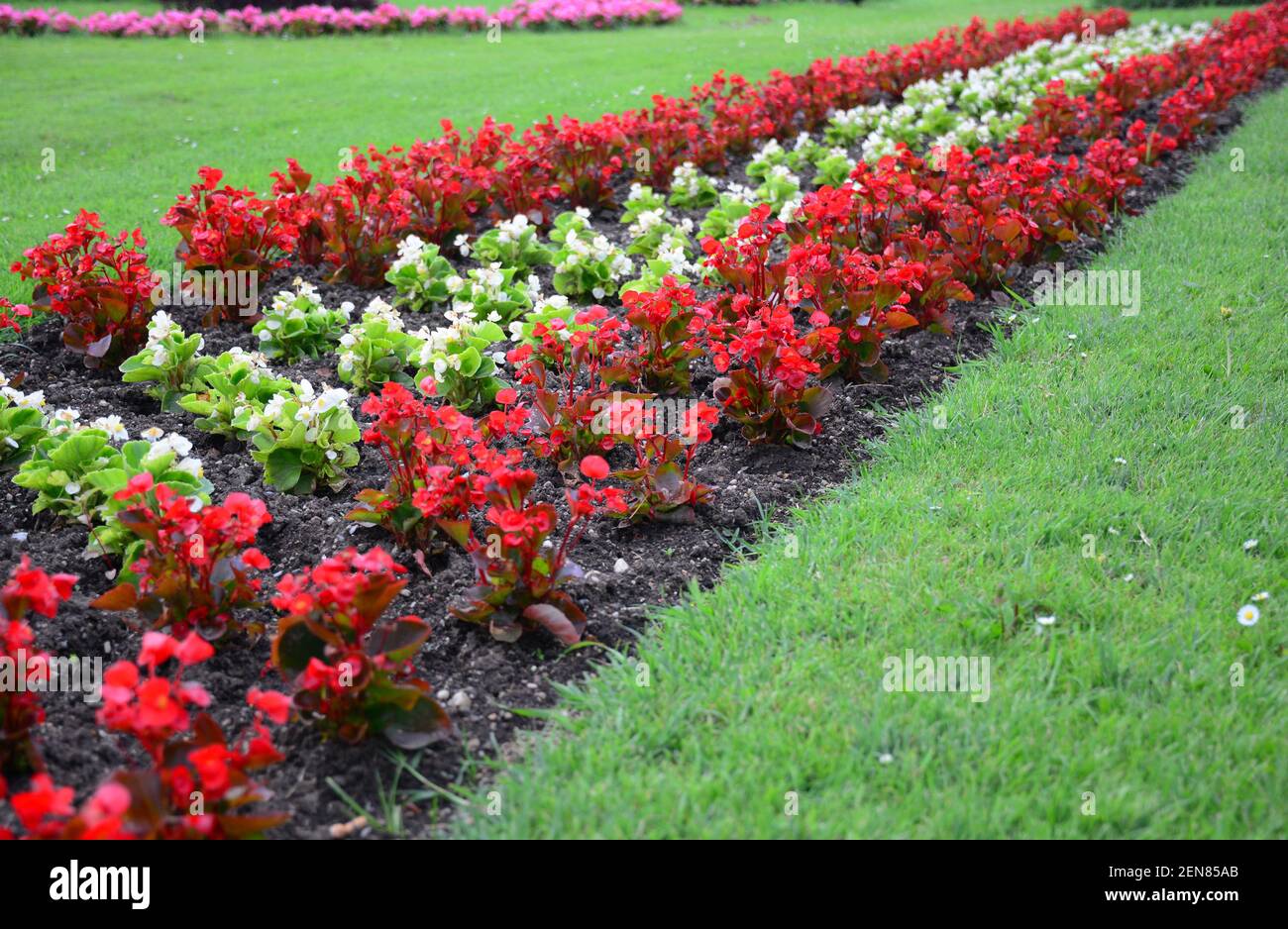 Ziemlich niedrig blühende rote und weiße Begonien blühen im Blumenbeet entlang des grünen Rasens. Schöne Begonia Blumen Grenze im Sommer. Stockfoto