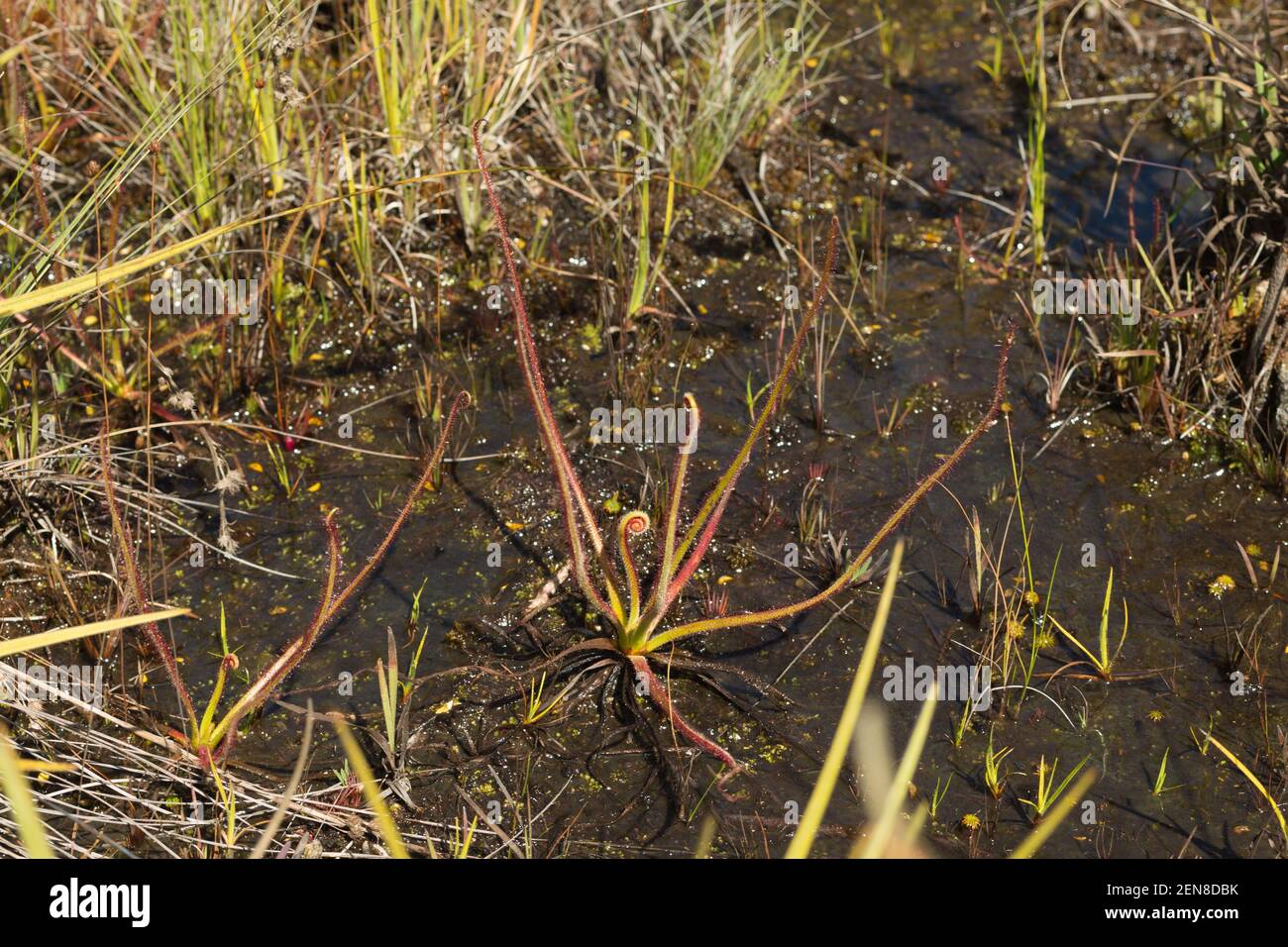 Einige Pflanzen der Sundaw Drosera spiralis in eher nassem Lebensraum nahe Itamcambira in Minas Gerais, Brasilien Stockfoto