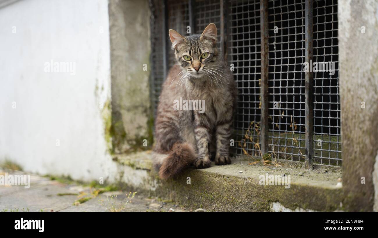 Eine voll geschossene, grau gestromte Katze, die neben der Straßengier in der graubraunen Straßenumgebung sitzt und die Katzenfarbe imitiert Stockfoto