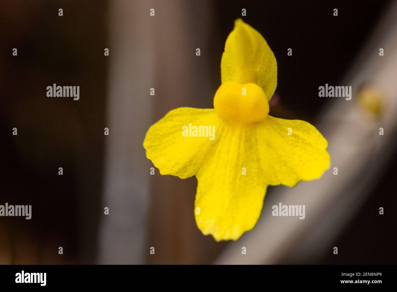 Gelbe Blume des kleinen Bladderwürzes Utricularia subulata in der Nähe von Botumirim in Minas Gerais, Brasilien Stockfoto