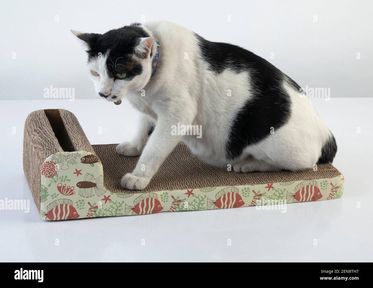 Die schwarz-weiße Katze schärft Krallen auf dem Kratzen Beitrag auf weißem Hintergrund Stockfoto