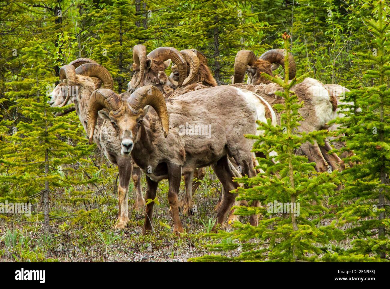 Sechs Big Horn Schafe (Ovid Canadensis) im Jasper National Park, Rocky Mountains, Alberta, Kanada. Stockfoto