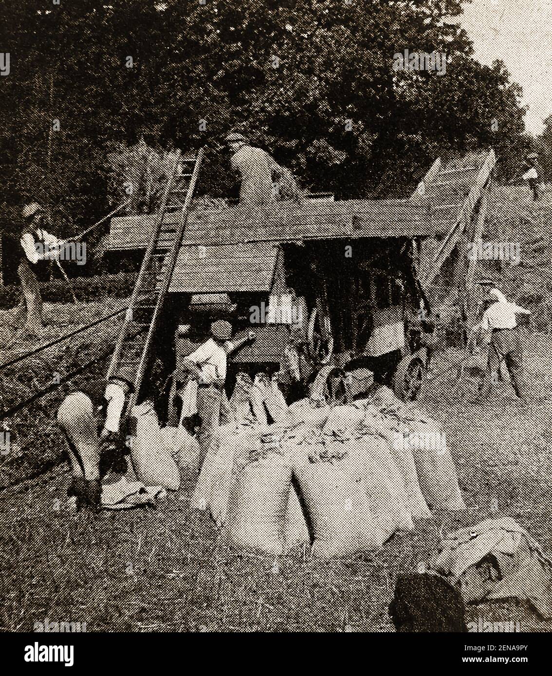 Britische Bauern, die eine altmodische, mit Riemen betriebene Dreschmaschine um die 1930er Jahre benutzten. Stockfoto