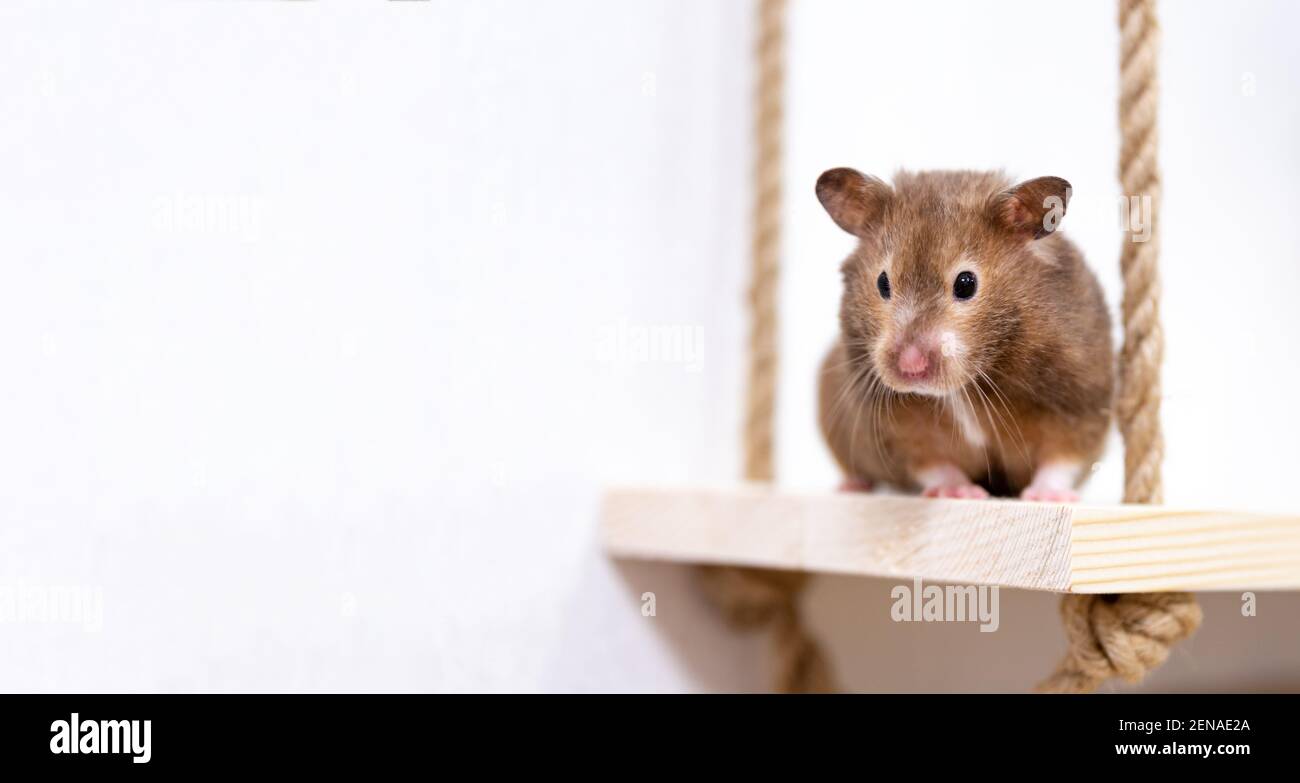 Nahaufnahme Porträt eines niedlichen kuriosen syrischen Hamsters auf weißem Hintergrund. Stockfoto