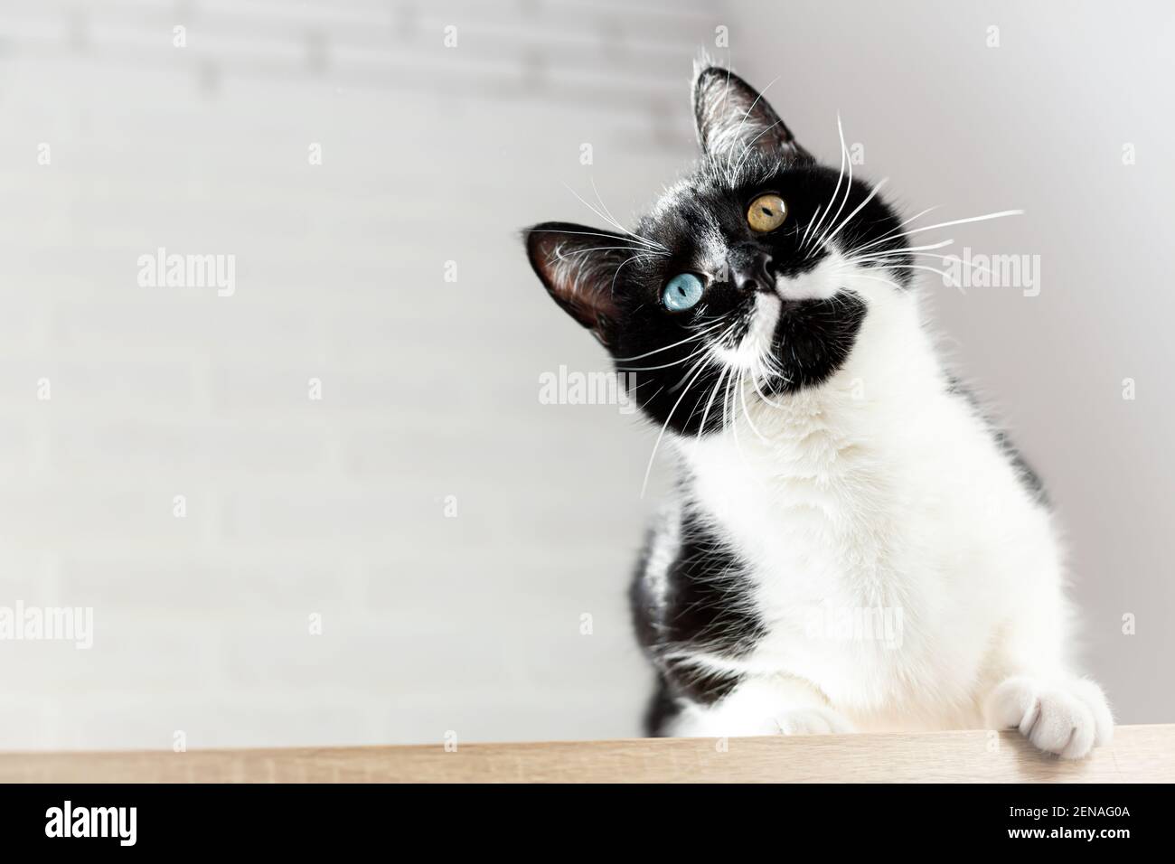 Nahaufnahme Porträt von wunderschönen schwarz-weißen Katze mit Heterochromie. Stockfoto