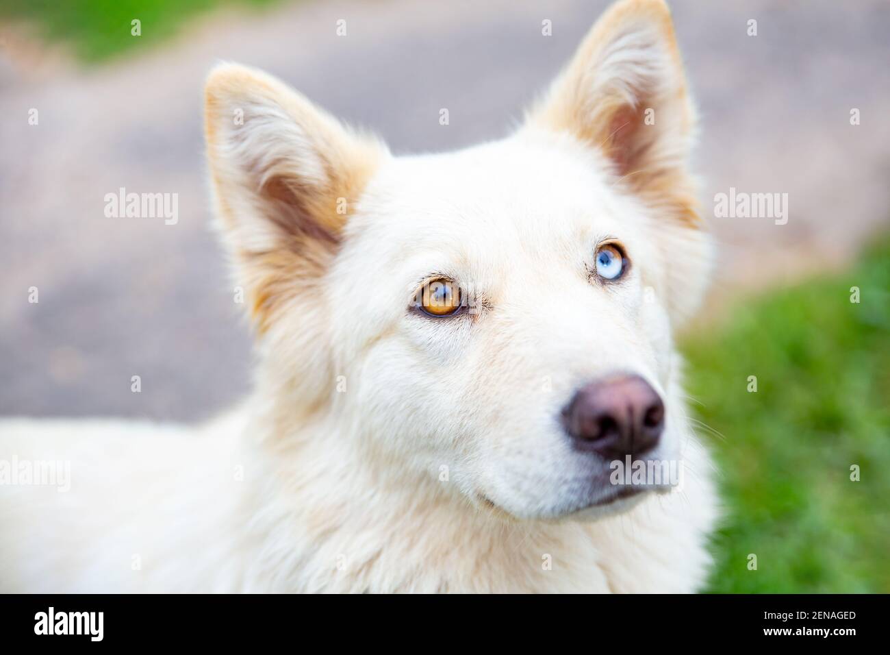 Nahaufnahme eines weißen Hundes mit Heterochromie beim Blick auf die Kamera. Stockfoto