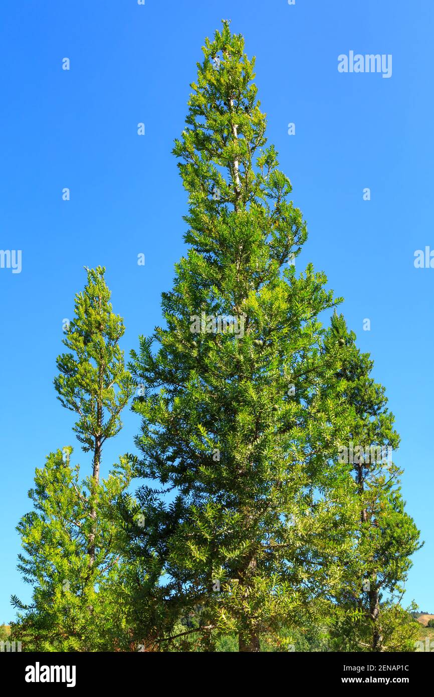 Junge neuseeländische Kauri-Bäume. Fotografiert auf der Coromandel Halbinsel Stockfoto