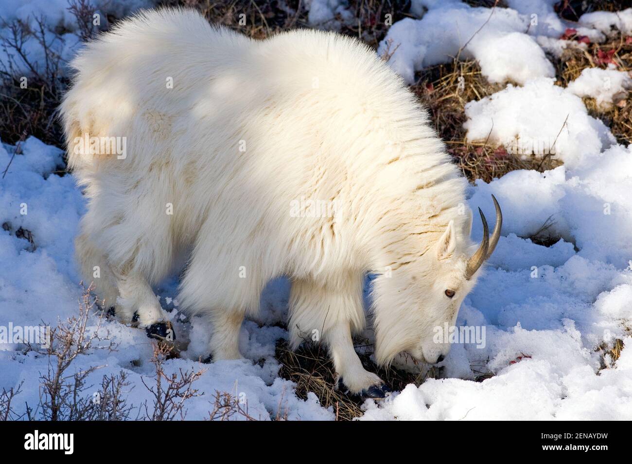 Die Ziegen des Alaskan-Gebirges wurden am 16. Februar 2012 in der Nähe von Apine, WY, gesehen. Stockfoto