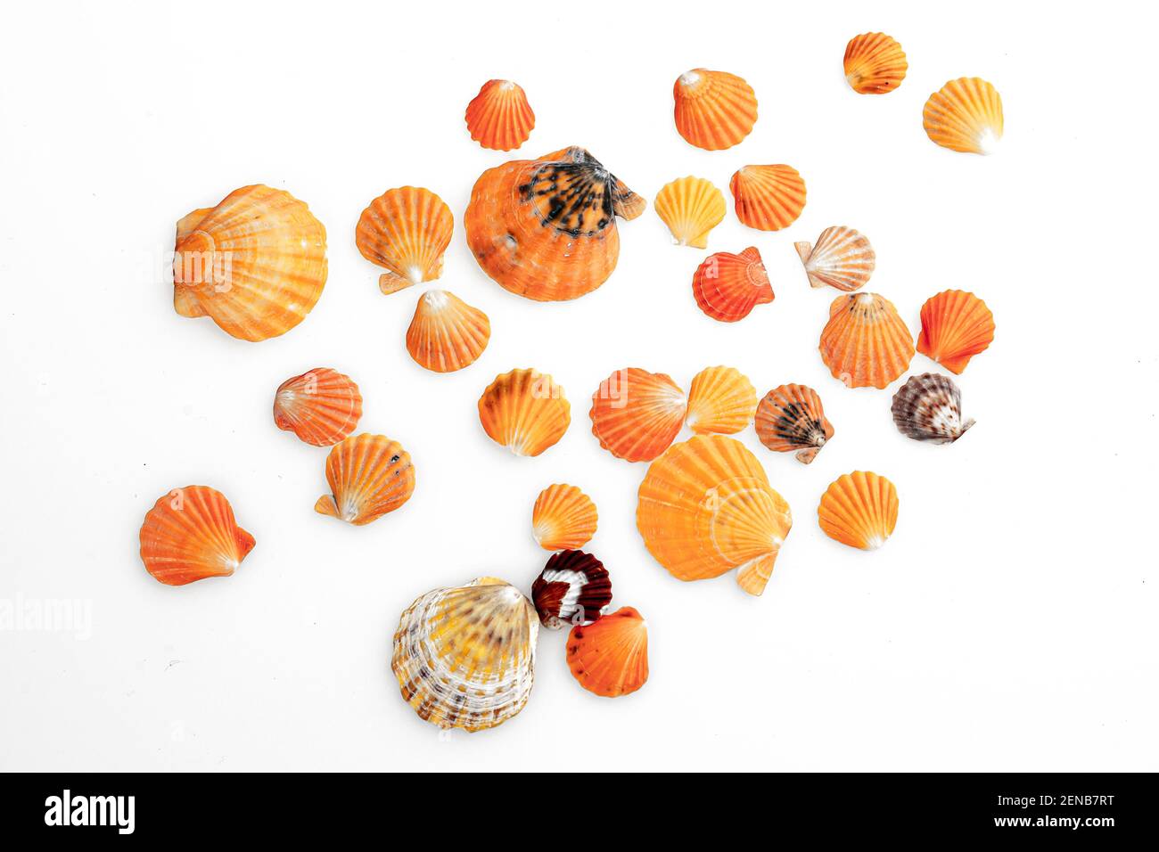 Seashell isoliert auf weißem Hintergrund, Nahaufnahme, Makrofoto. Stockfoto