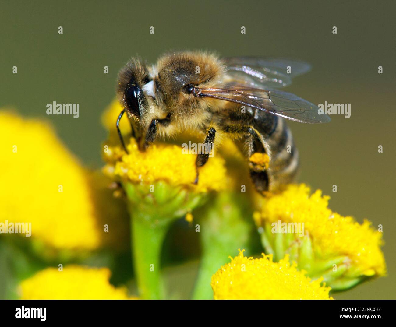 Detail der Biene oder Honigbiene in Latein APIs Mellifera, europäische oder westliche Honigbiene bestäubt von der gelben Blume Stockfoto