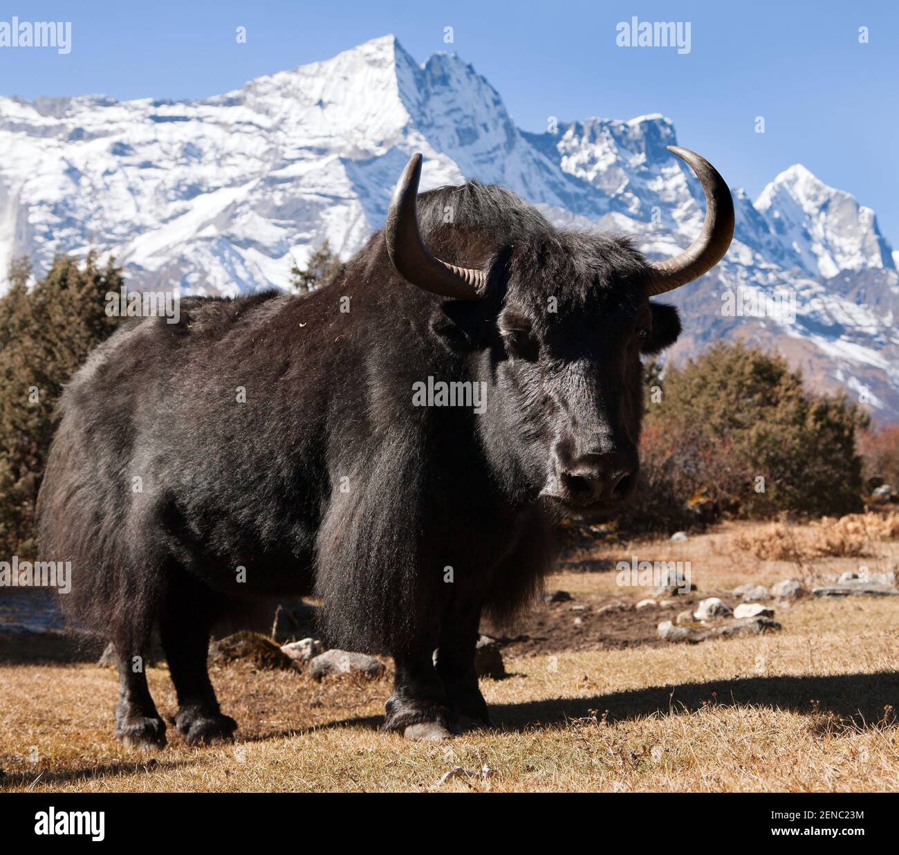 Schwarzer Yak auf dem Weg zum Everest-Basislager und Mount Kongde - Nepal Stockfoto