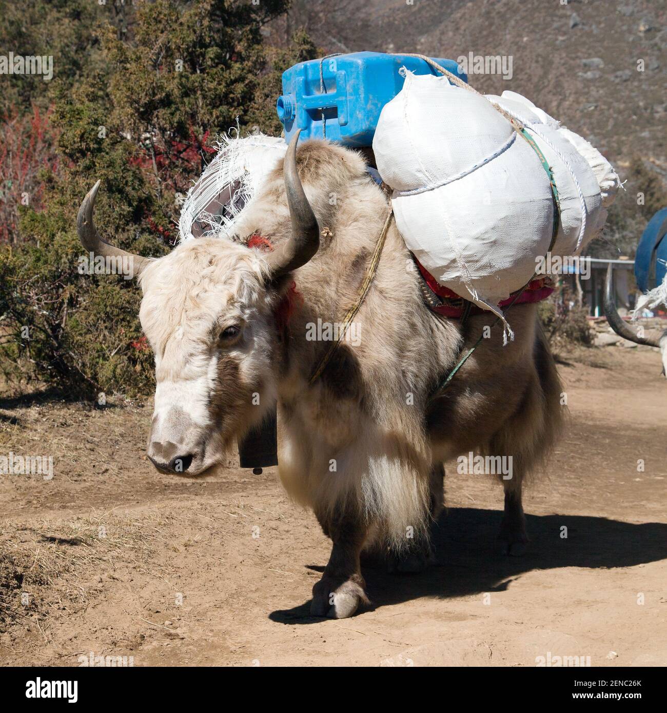 White Yak - bos grunniens oder bos mutus - ein Der Weg zum Everest-Basislager und zum Pumo ri - Nepal Stockfoto