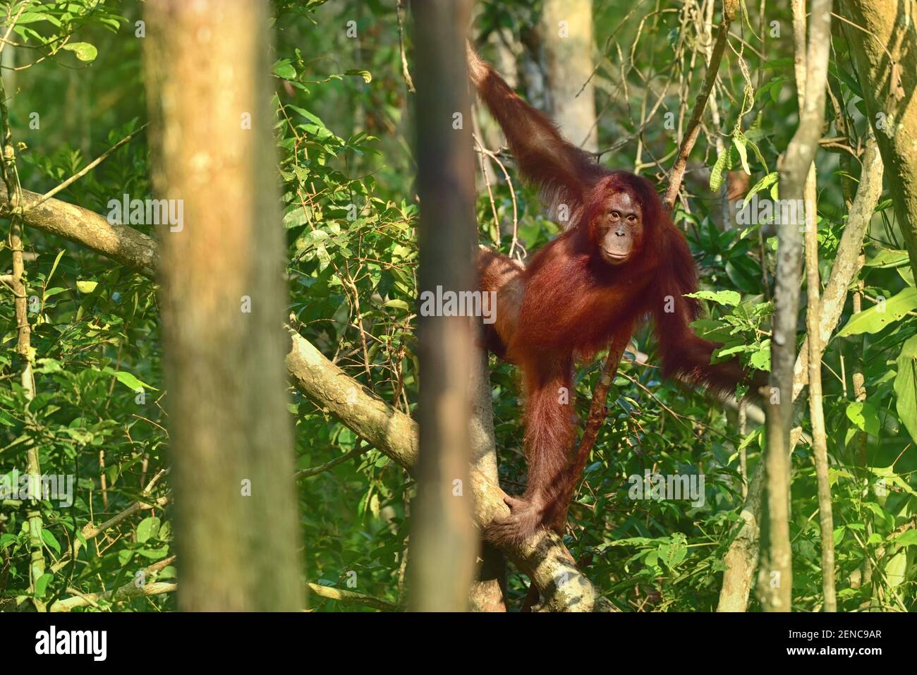 Orang-Utan (Orang-Utan) in seiner natürlichen Umgebung im Regenwald auf der Insel Borneo (Kalimantan) mit Bäumen und Palmen dahinter Stockfoto