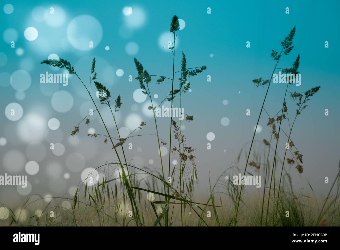 Wiese Gras auf dem Feld in den frühen Morgen Stockfoto