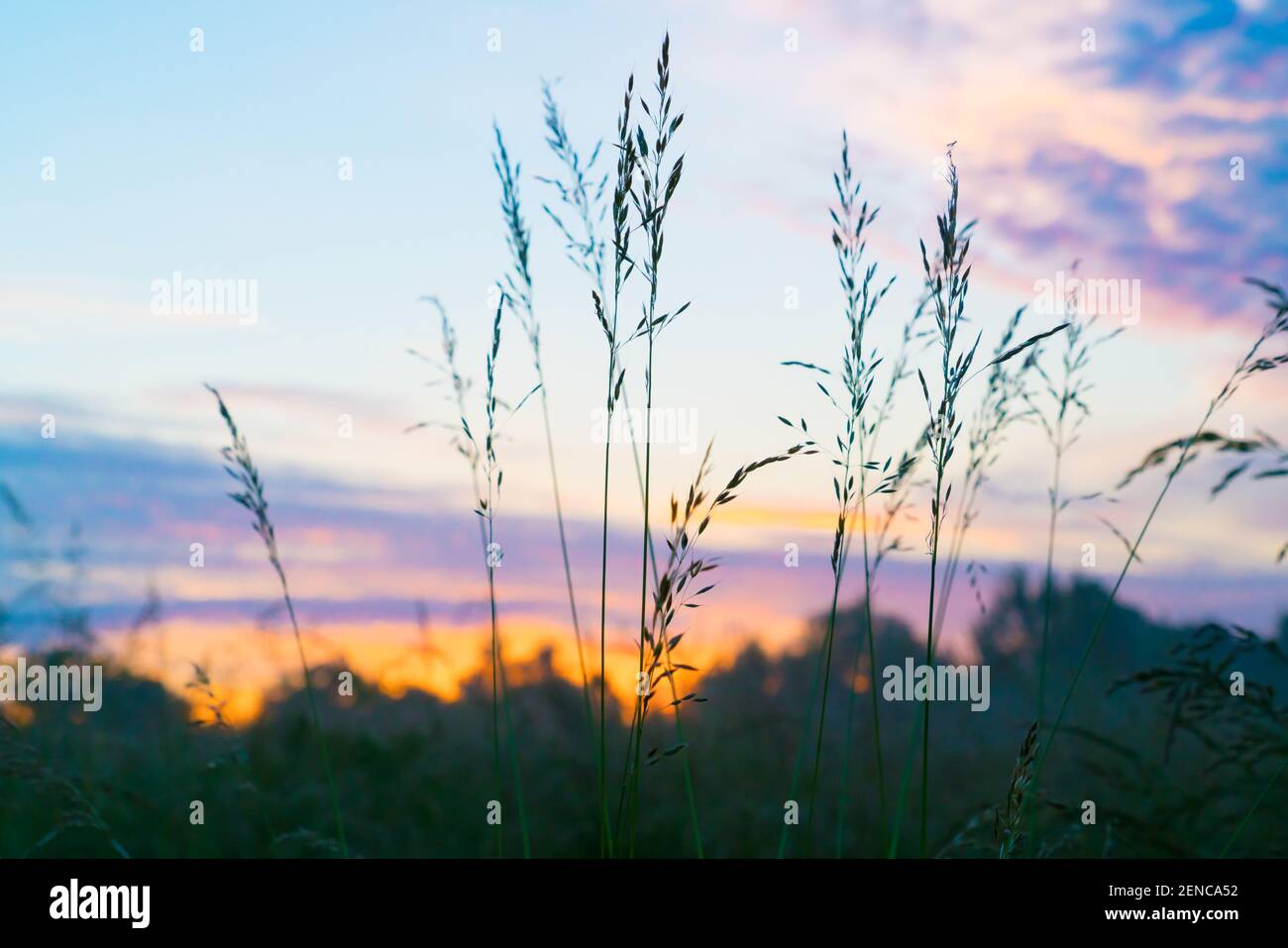 Wiese Gras auf dem Feld in den frühen Morgen Stockfoto