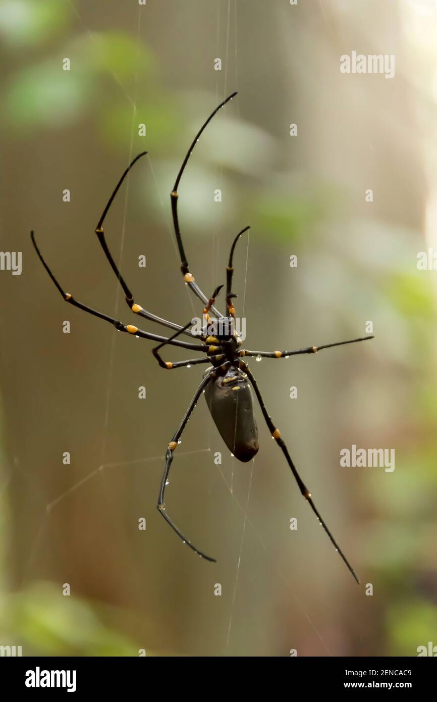 Große, weibliche goldene Kugel Weberspinne, Nephilia pilipes, in ihrem Netz aufgehängt. Nahaufnahme von Bäumen in Queensland, Australien. Stockfoto