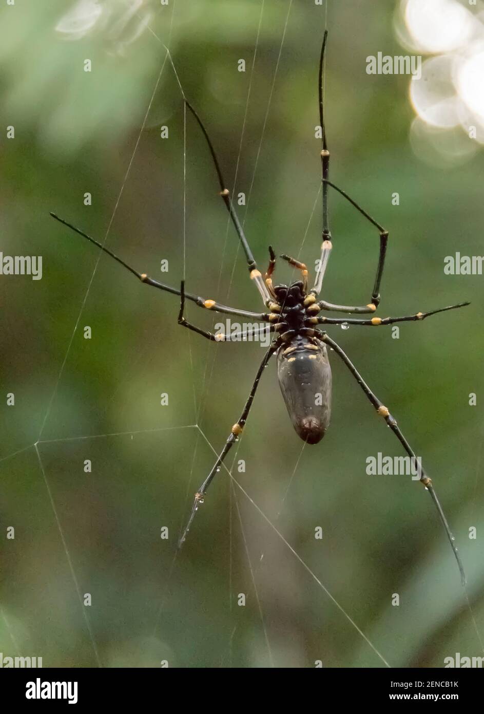 Spinnenbaume Stockfotos Und Bilder Kaufen Alamy