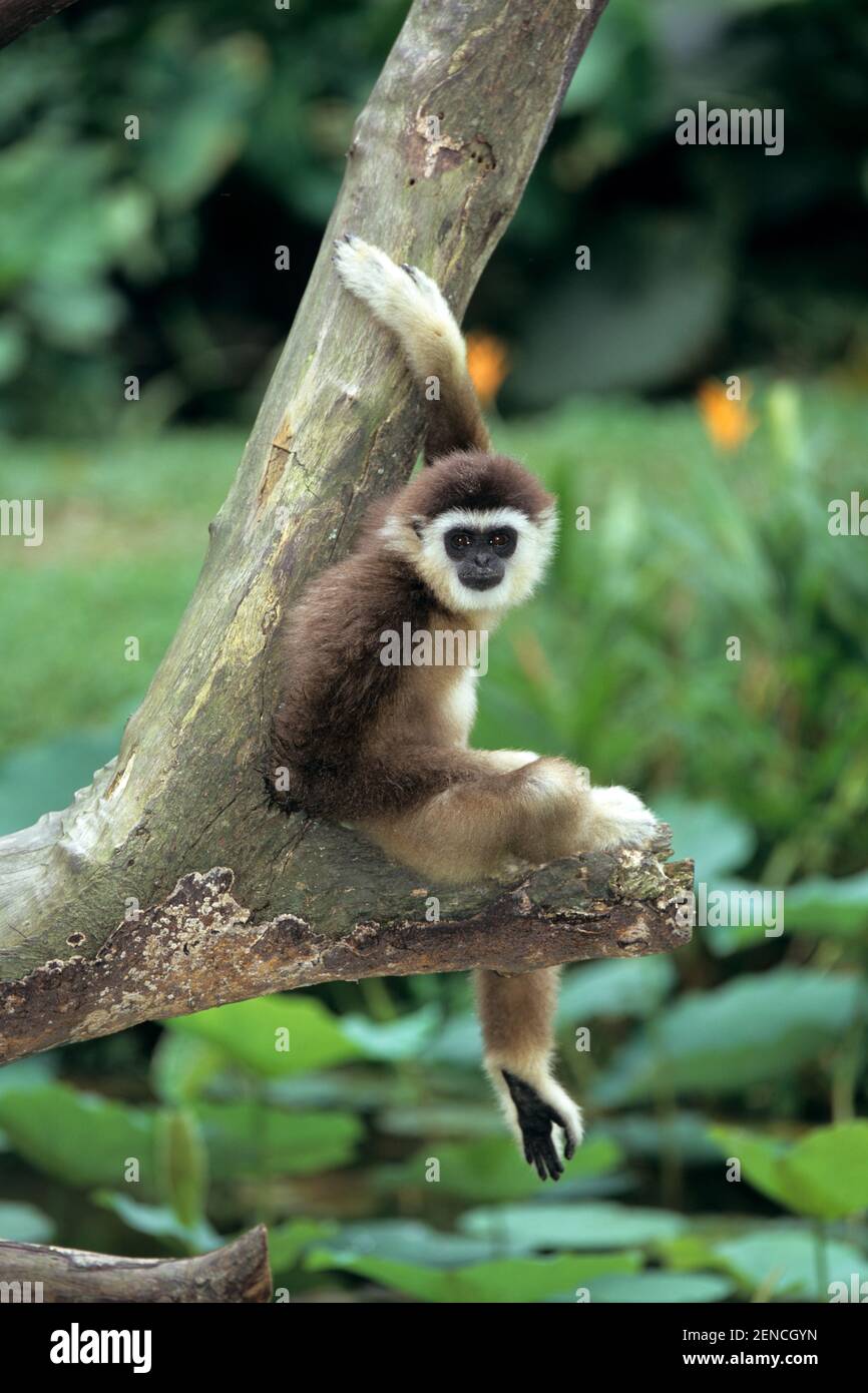 Ungka, Agile Gibbon, (Hylobate agilis) Stockfoto