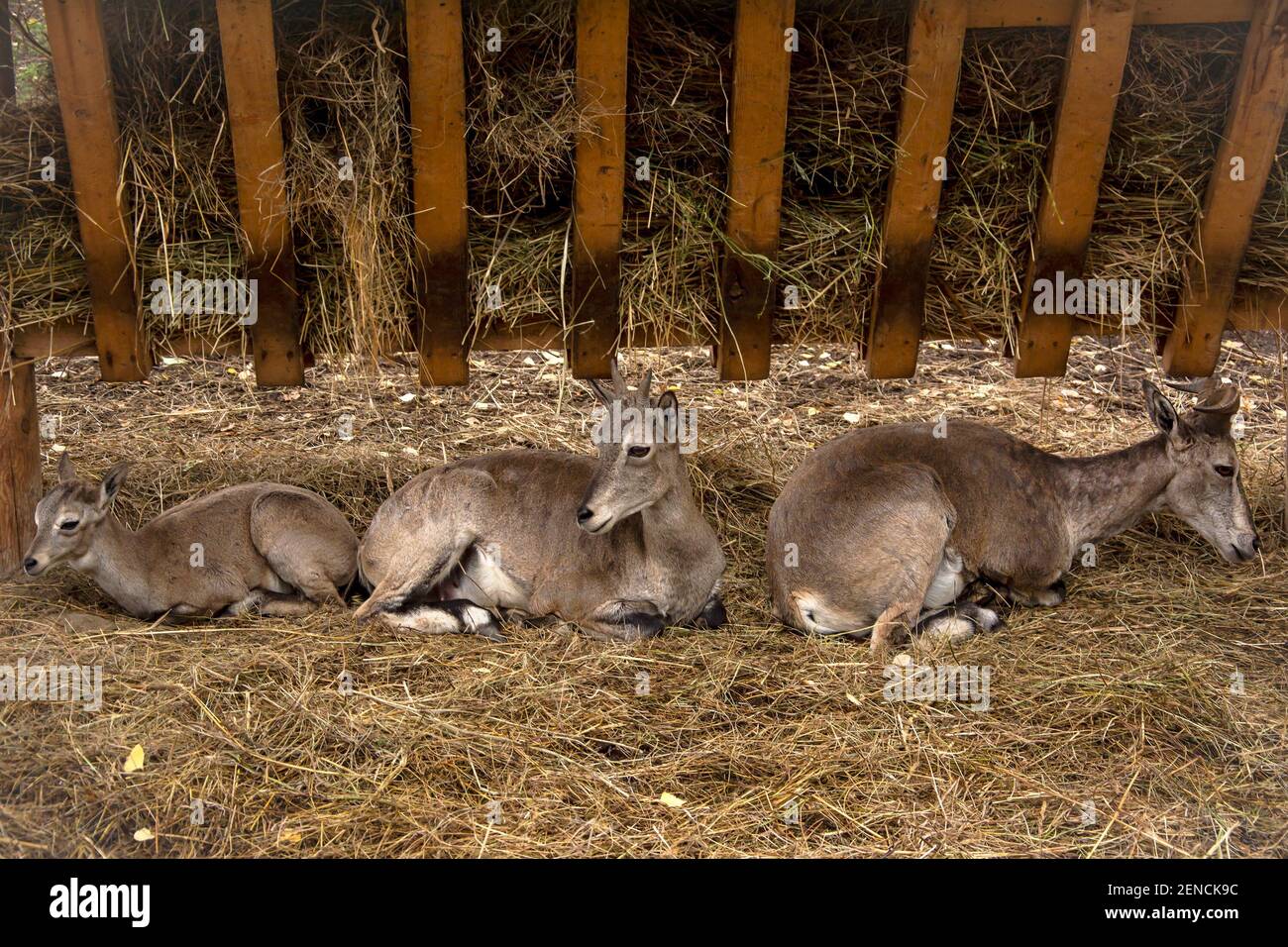 Sibirische Wildziegen in einer Voliere neben einem Heu Trog Stockfoto