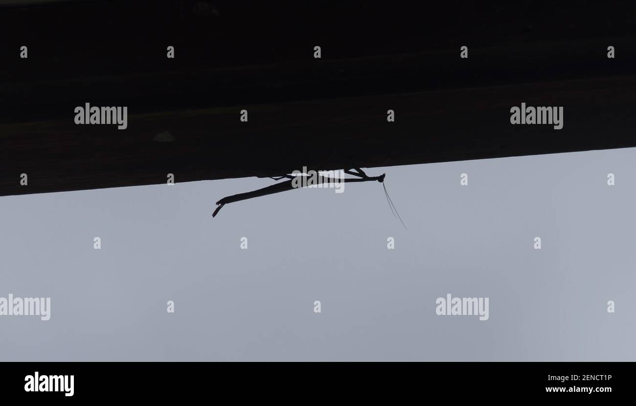 Eine Silhouette eines Gottesanbeterin-Insekts, das kopfüber unter einem Dach in Queenslansd, Australien, hängt. Speicherplatz kopieren. Stockfoto