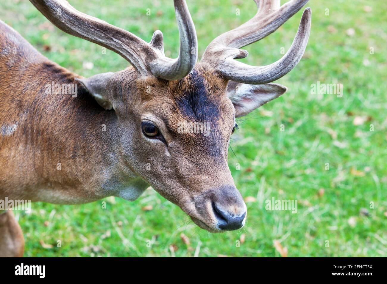 Männliche Damhirsche Vorderansicht Stockfoto