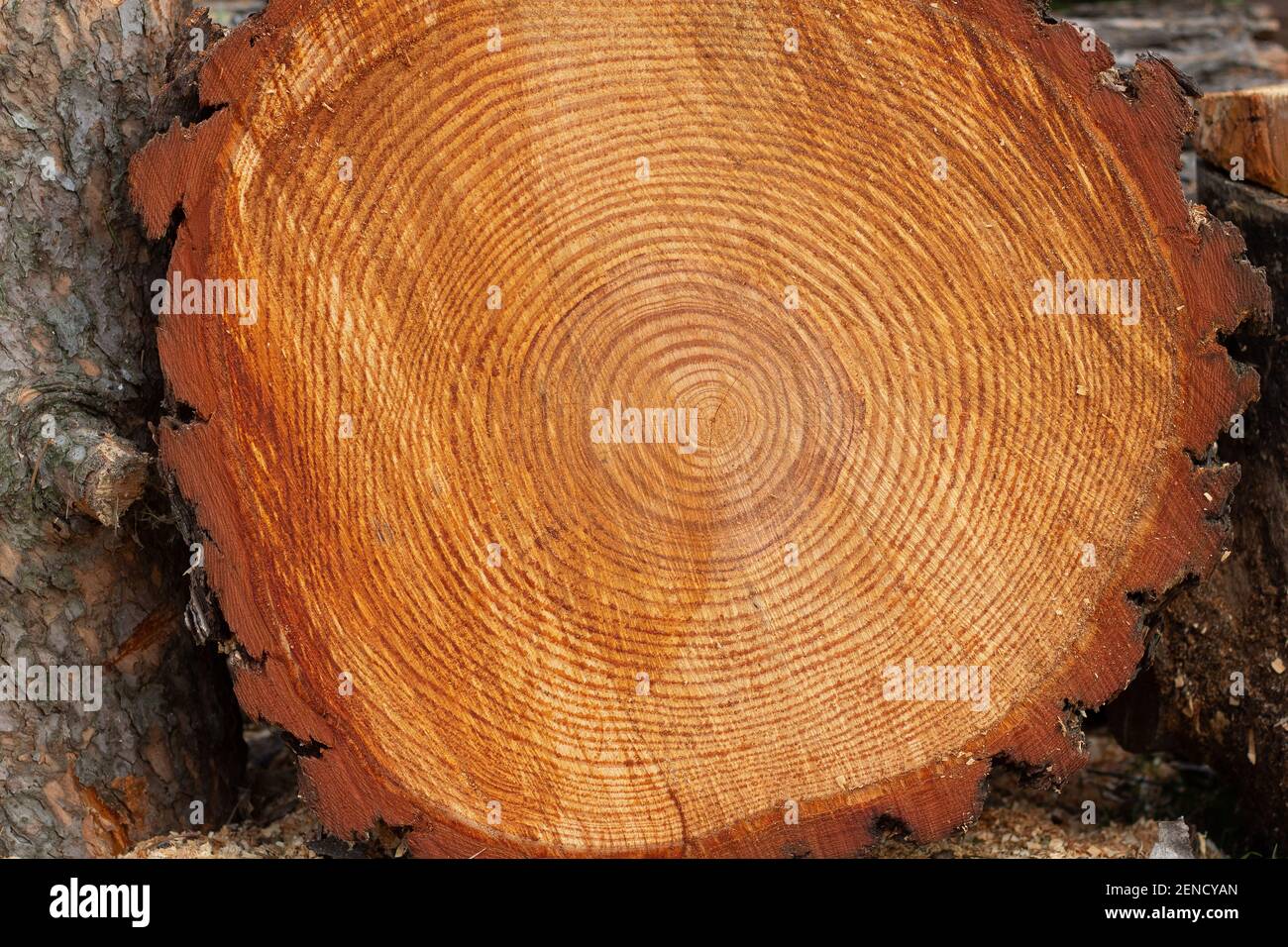 Nahaufnahme eines Querschnitts eines Baumstammes.Textur eines Schneiden Sie Baum mit jährlichen Ringen.Baum Stamm Cutaway.Holz Textur Hintergrund Stockfoto