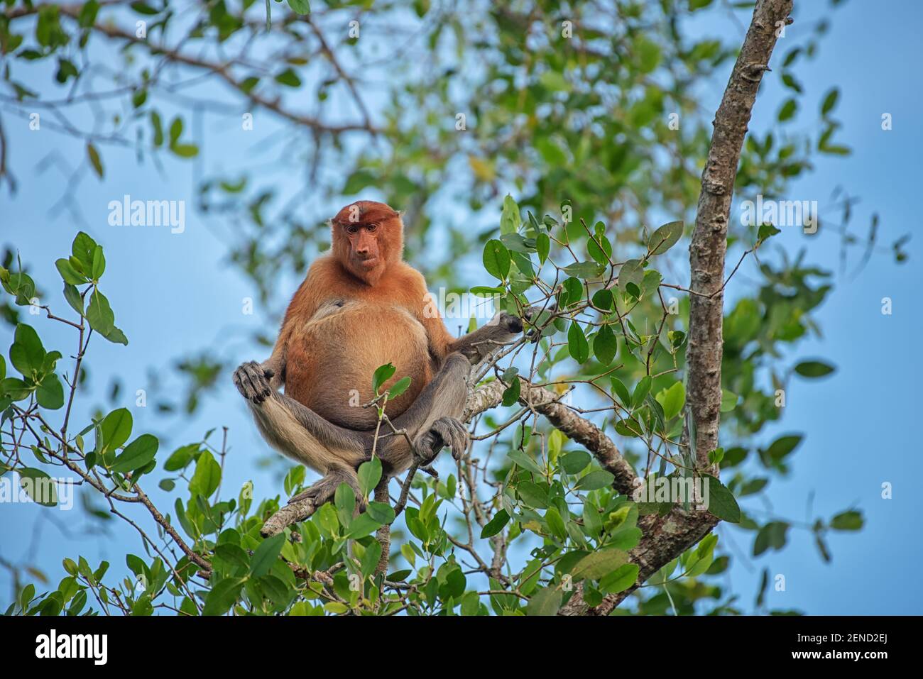 Weiblicher Proboscis-Affe (nasalis larvatus) - langnasiger Affe (niederländischer Affe) in seiner natürlichen Umgebung im Regenwald von Borneo Stockfoto