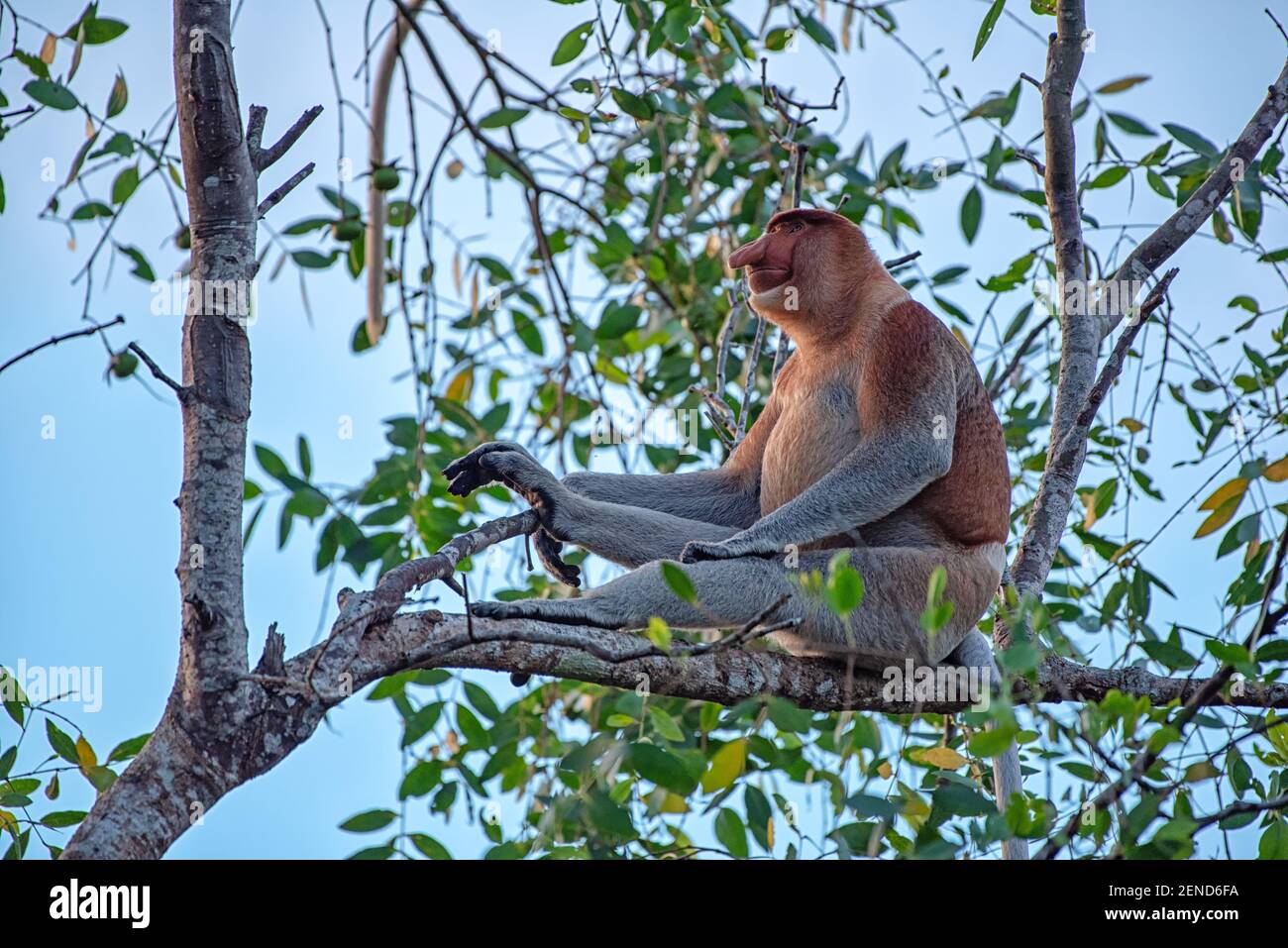 Männlicher Proboscis-Affe (nasalis larvatus) - langnasiger Affe (niederländischer Affe) in seiner natürlichen Umgebung im Regenwald auf der Insel Borneo (Kalimantan) Stockfoto