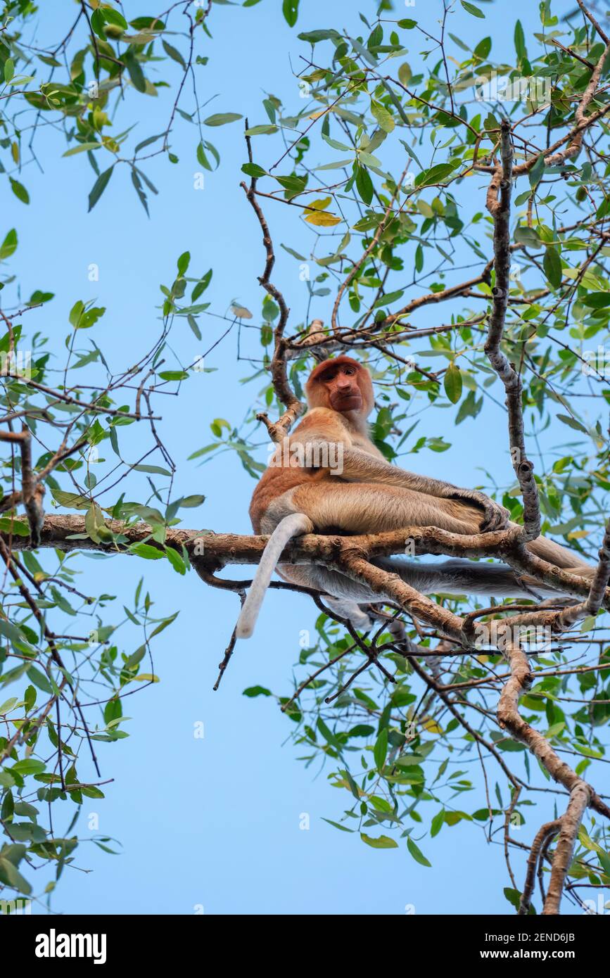 Männlicher Proboscis-Affe (nasalis larvatus) - langnasiger Affe (niederländischer Affe) in seiner natürlichen Umgebung im Regenwald auf der Insel Borneo (Kalimantan) Stockfoto